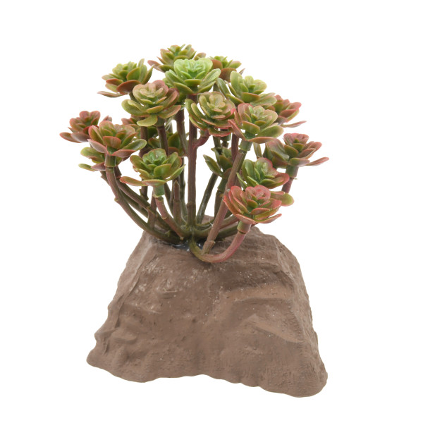 Lucky Reptile Steinpflanze ca. 10cm