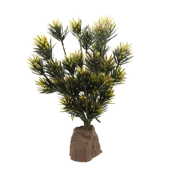 Lucky Reptile Podocarpus ca. 40cm