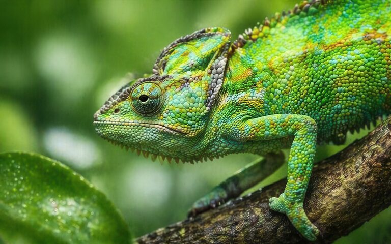 Grünes Chamäleon im Profil auf einem Ast - terraristikshop.business, Fachhandel für Reptilien, Amphibien und Terraristik-Zubehör